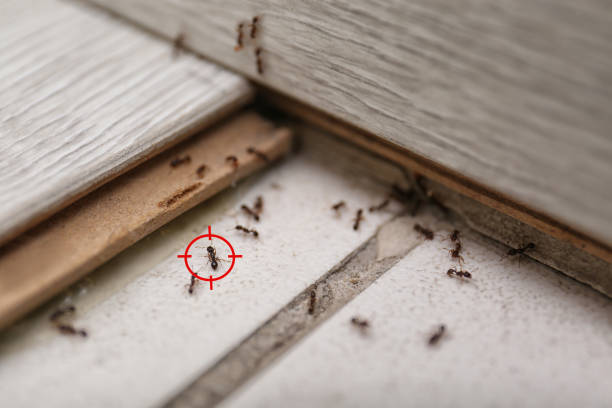 Best Wasp Removal Services  in Wallace, FL